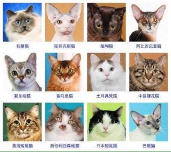 ​给小猫取名取什么名字(给小猫取个霸气的名字)