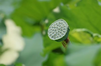 ​女生古典诗意的网名(共149个)