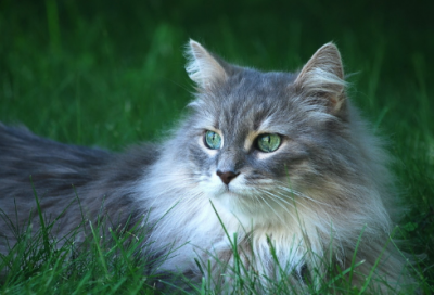 ​带寓意的猪年女孩起名常用字大全带寓意的女孩名字大全